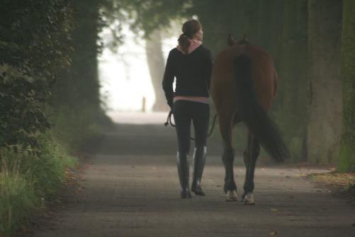 Auteur fotograaf Paardensportfotografie - 