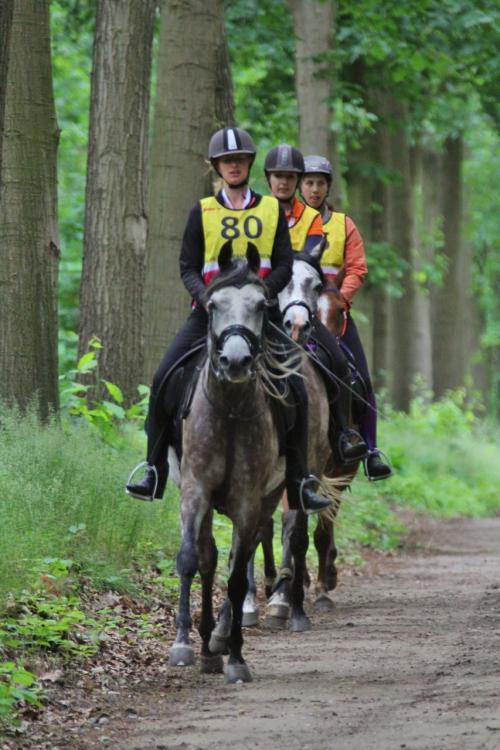 Auteur fotograaf Paardensportfotografie - 