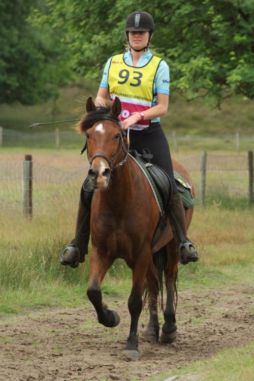 Auteur fotograaf Paardensportfotografie - 