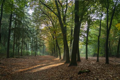 Auteur fotograaf Sorin  - 