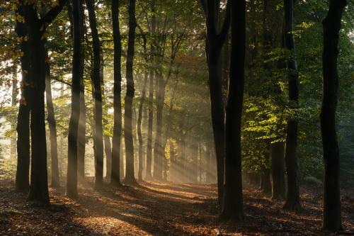 Auteur fotograaf Sorin  - 