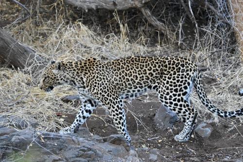 Auteur fotograaf Natuurfotograaf - 