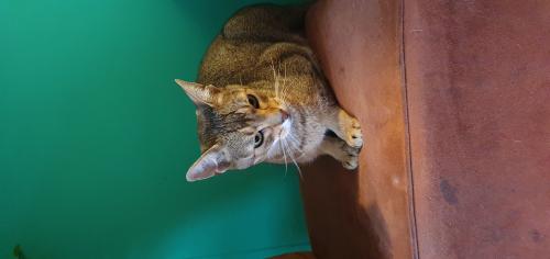 Auteur model Emerald - Klik op foto voor rechtopstaand. Mijn kat voor shoots met dieren.