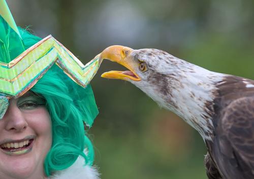 Auteur model Dragempire Emerald  - Emerald met arend. 