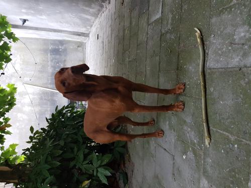 Auteur fotograaf Dutch_photo93 - 