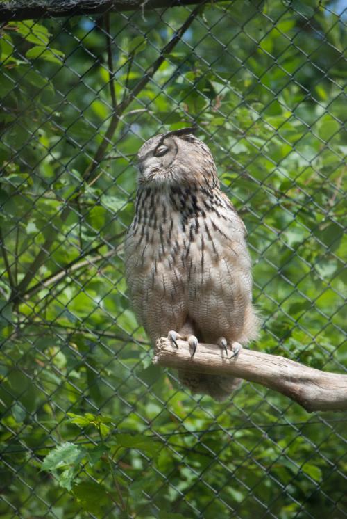 Auteur fotograaf Dutch_photo93 - 