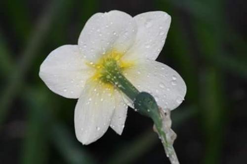 Auteur fotograaf SMADdie86 - Vrijwerk druppels op een narcis