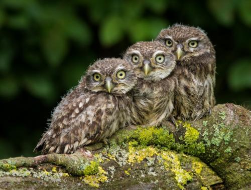 Auteur fotograaf Nico Van Gelder - 