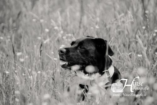 Auteur fotograaf Hinse - Diablo rond de ENCI Groeve 20-05-2021