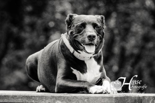 Auteur fotograaf Hinse - Diablo rond de ENCI Groeve 20-05-2021